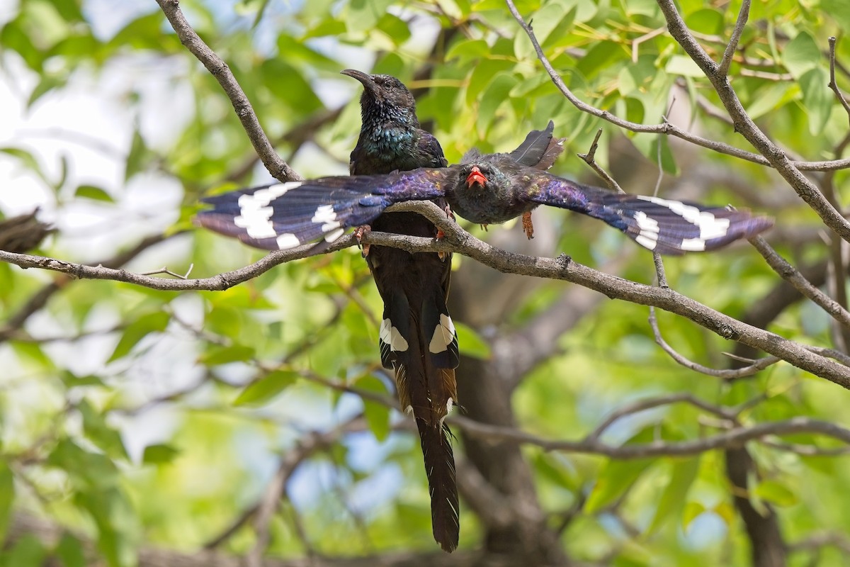 Violet Woodhoopoe - ML619798406