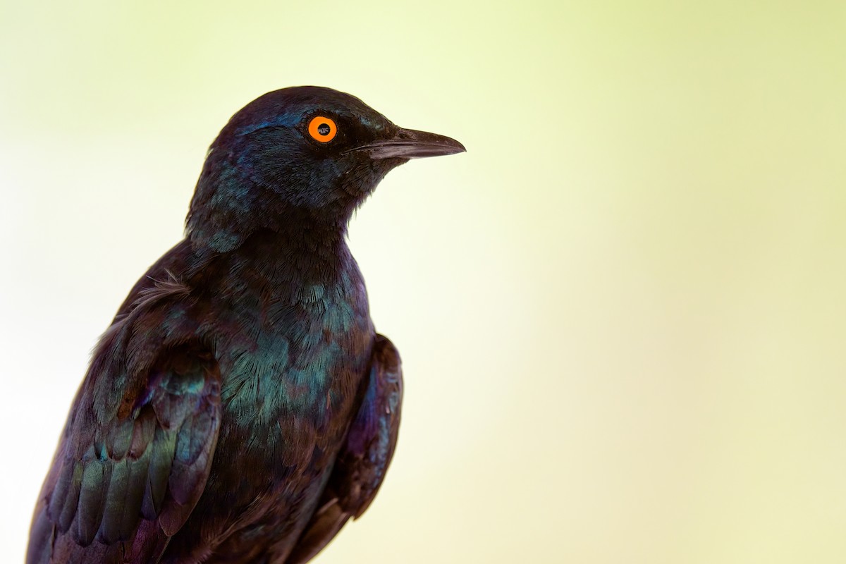 Cape Starling - ML619798417