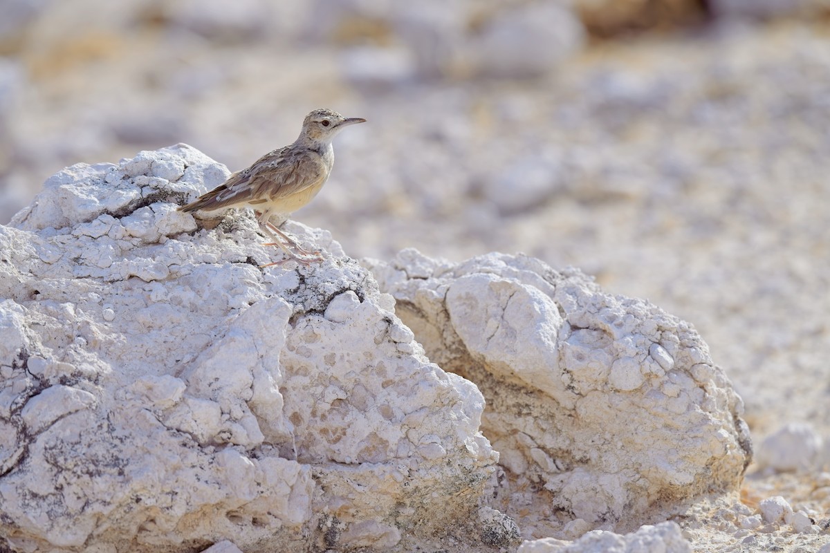 Spike-heeled Lark (Spike-heeled) - Paul McDonald