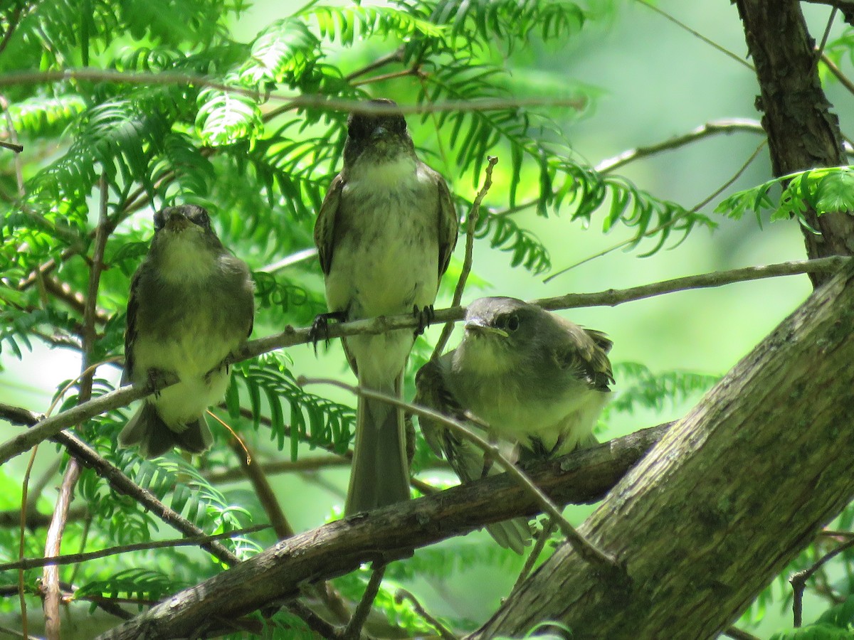 Eastern Phoebe - ML619798472