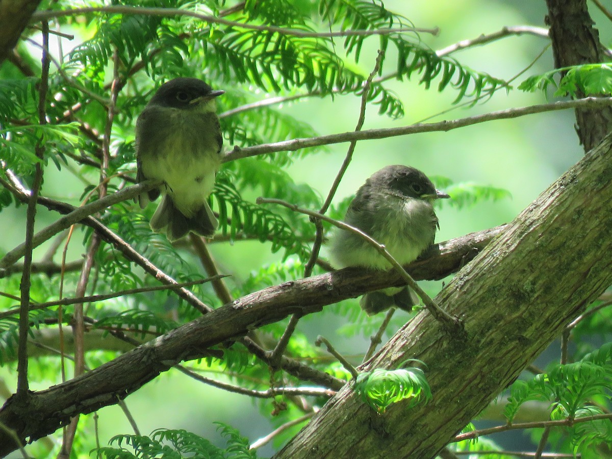 Eastern Phoebe - ML619798473