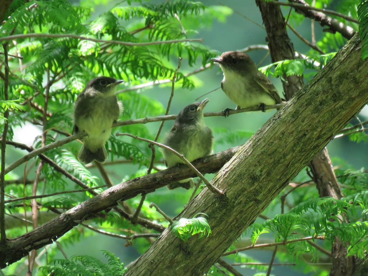 Eastern Phoebe - ML619798474