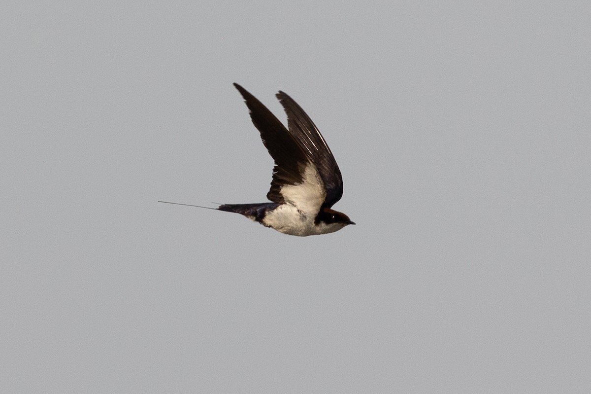 Wire-tailed Swallow - ML619798476