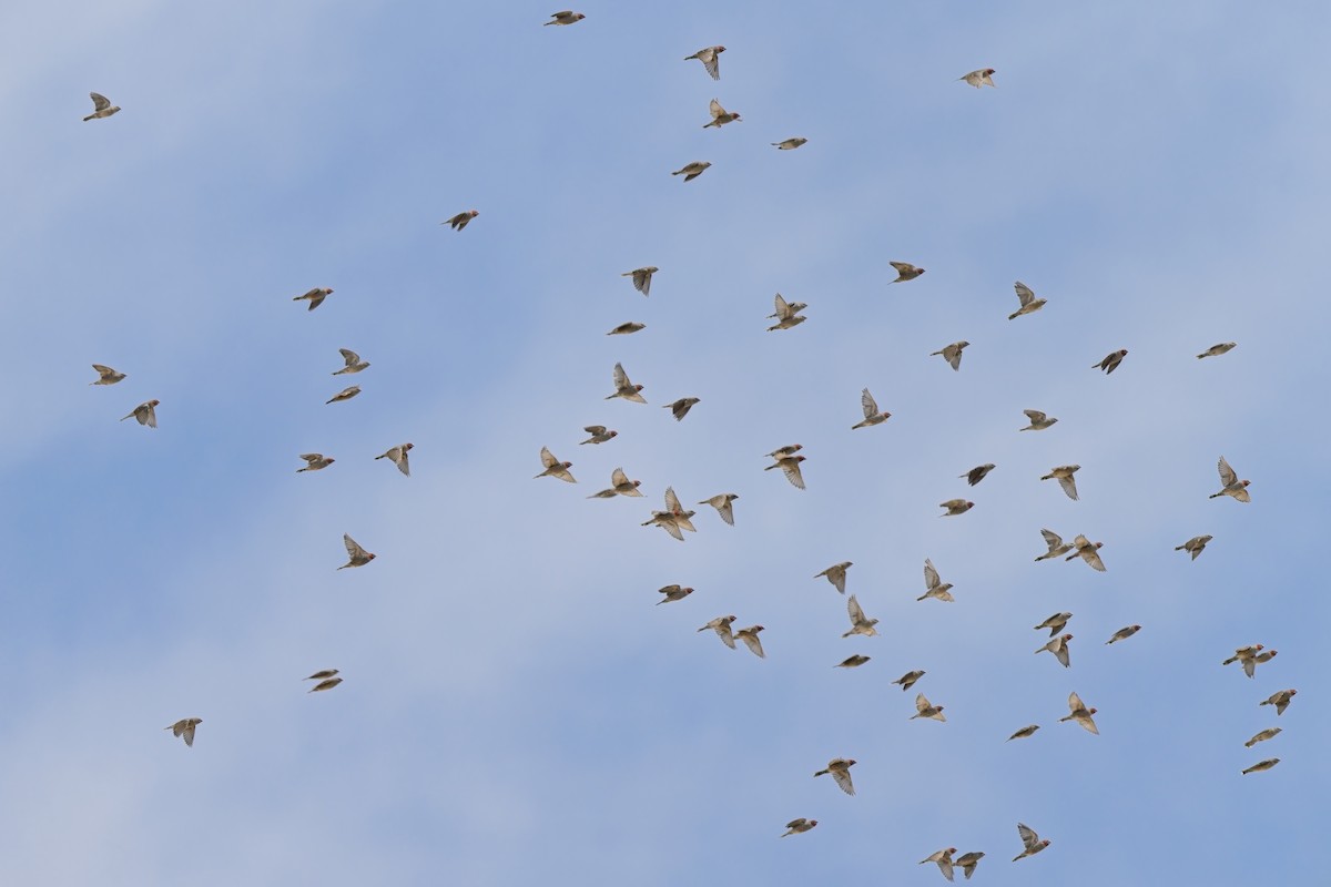 Red-headed Finch - ML619798511