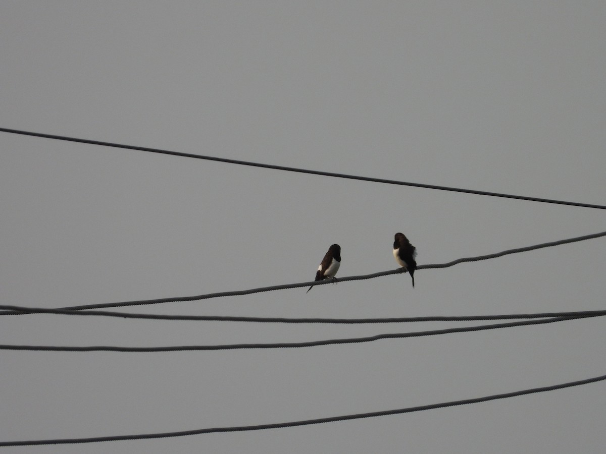 White-rumped Munia - ML619798514