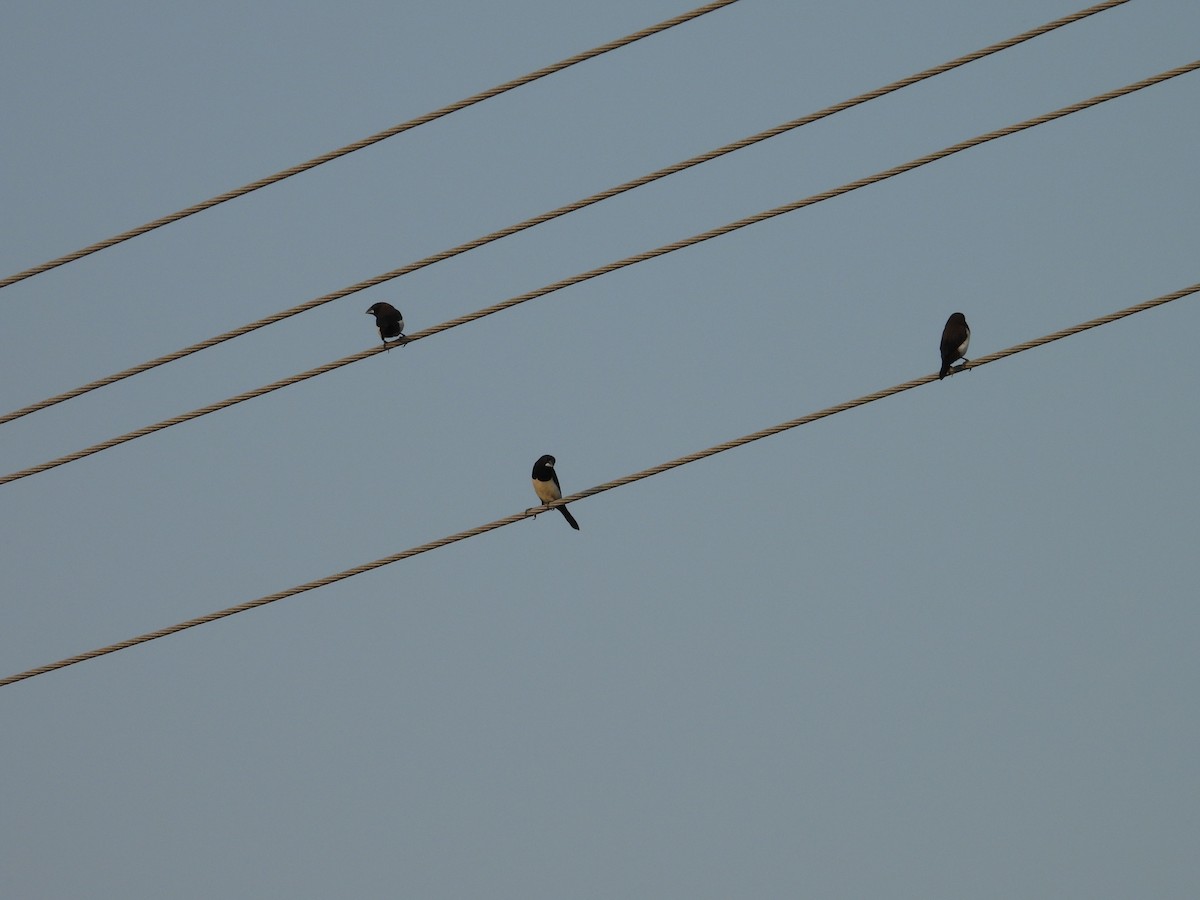 White-rumped Munia - ML619798515