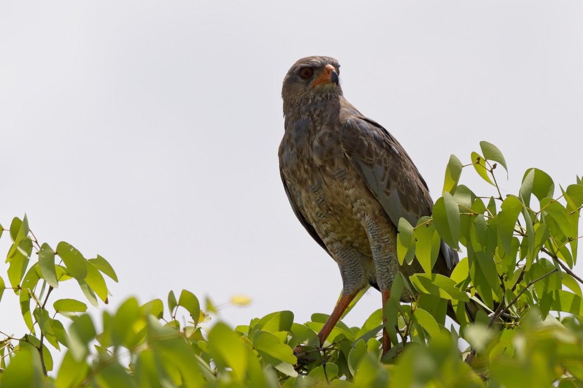 Pale Chanting-Goshawk - ML619798525