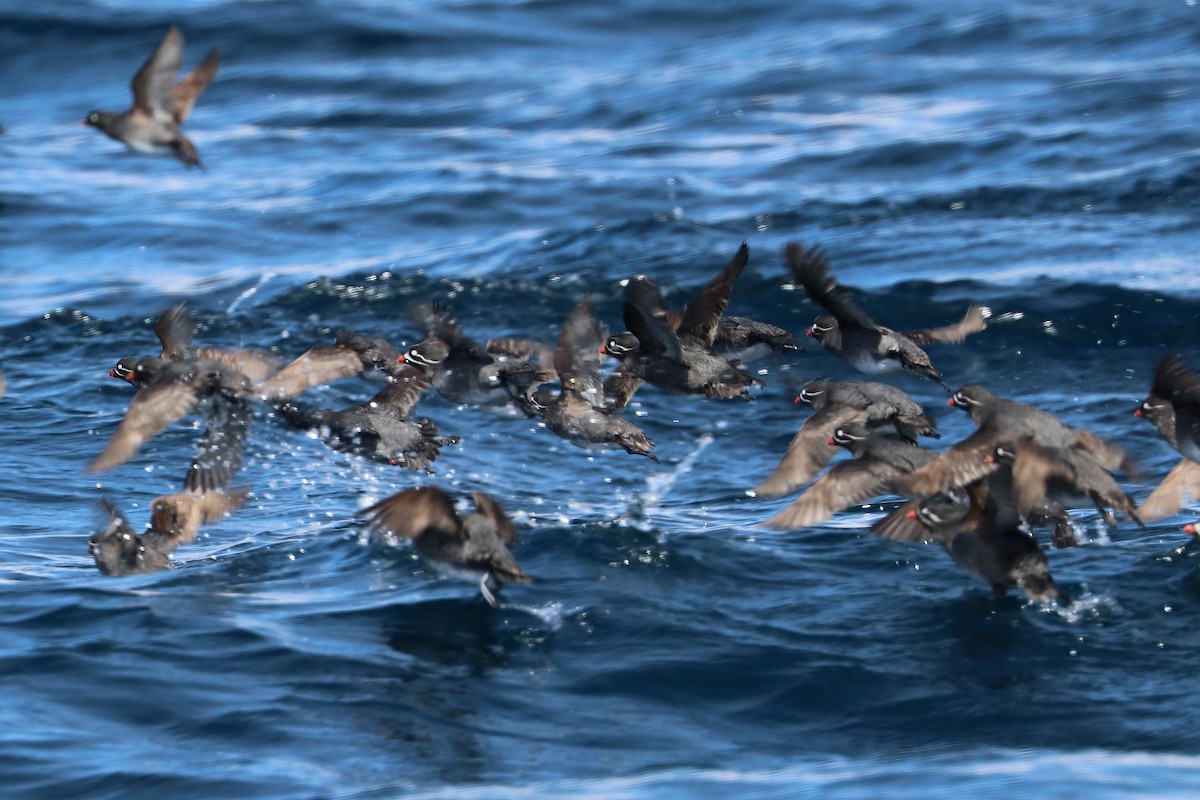 Whiskered Auklet - ML619798528