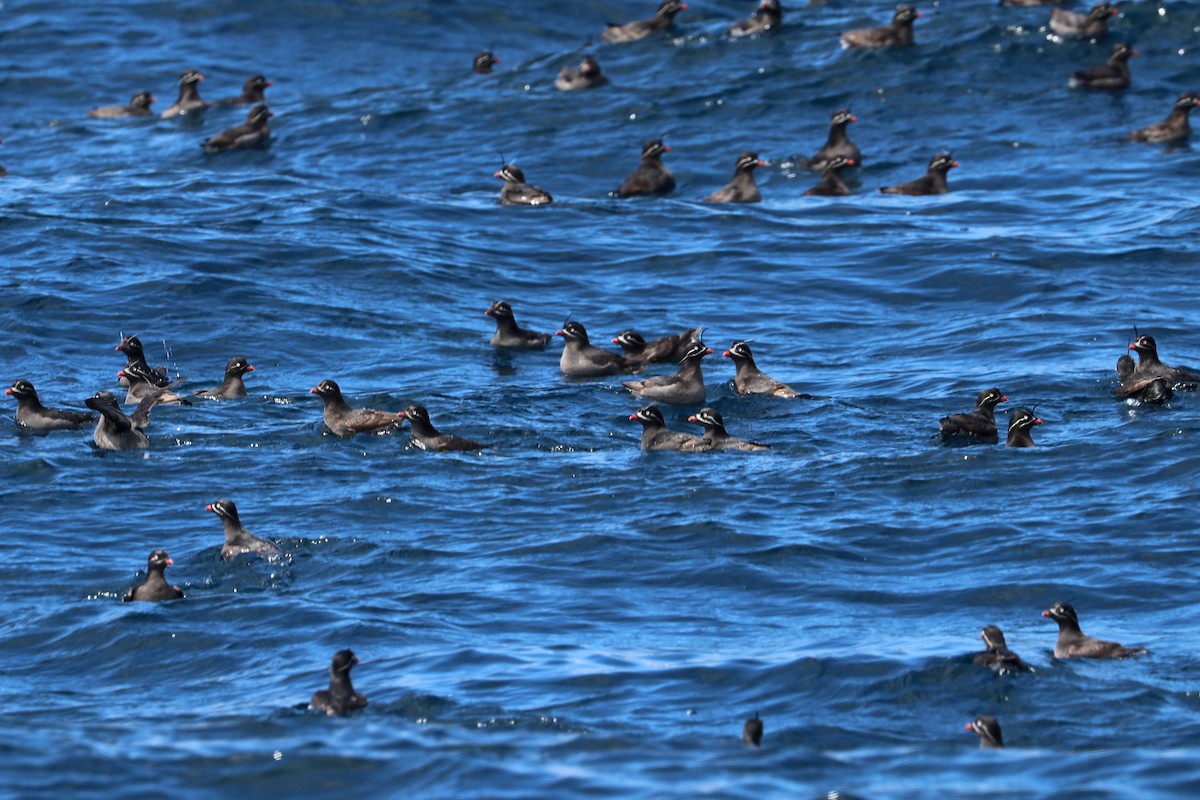 Whiskered Auklet - ML619798530