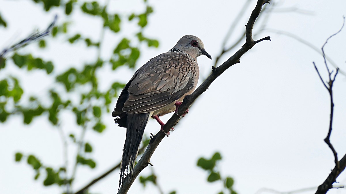 Spotted Dove - ML619798547