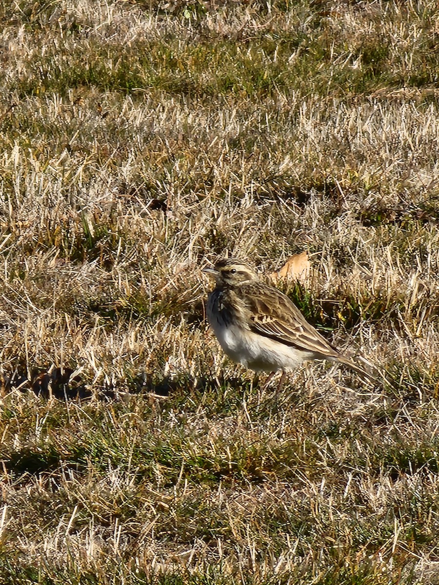 Pipit de Nouvelle-Zélande - ML619798549