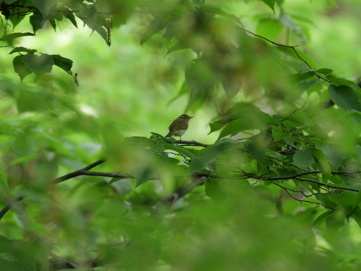 Eastern Crowned Warbler - ML619798550