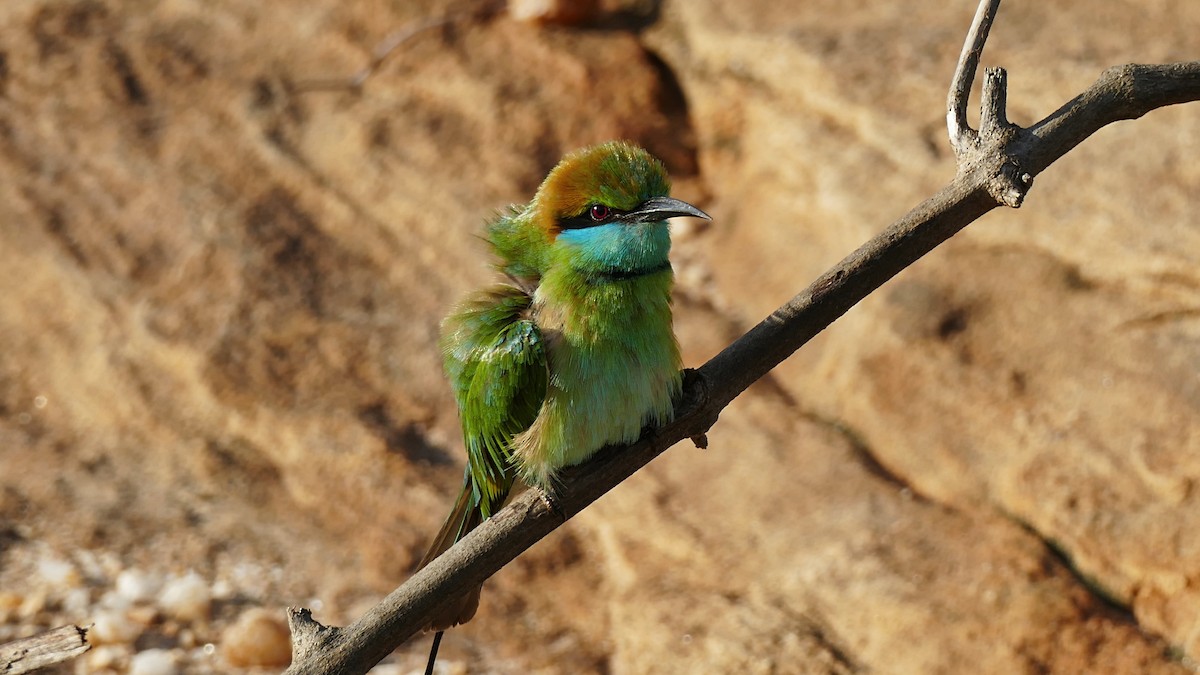 Asian Green Bee-eater - ML619798559