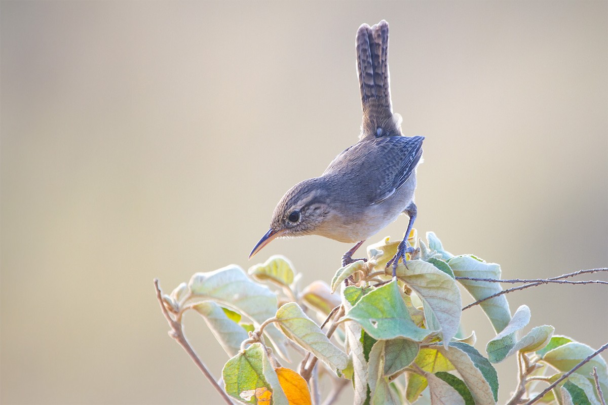 Socorro Wren - ML619798585