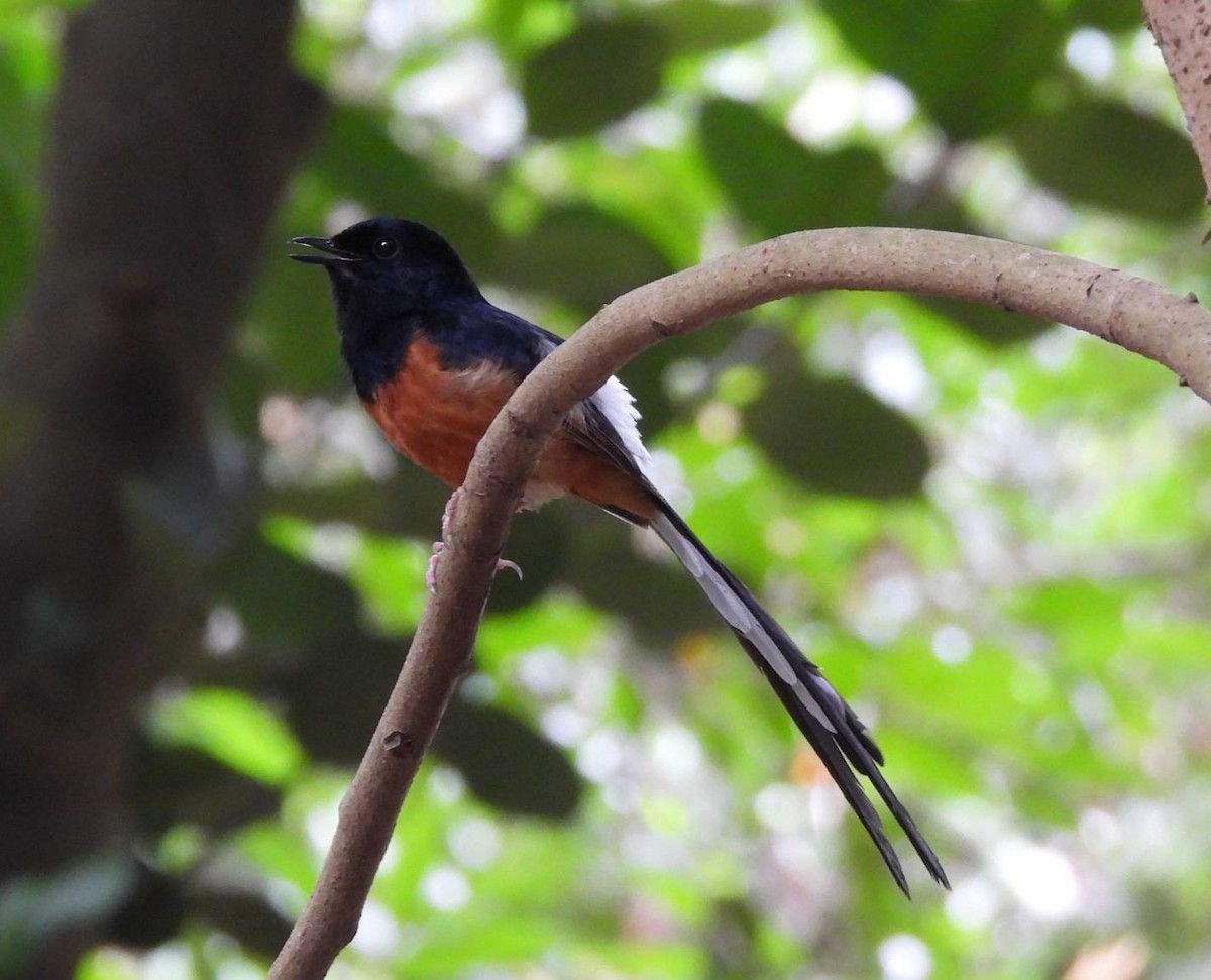 White-rumped Shama - ML619798587