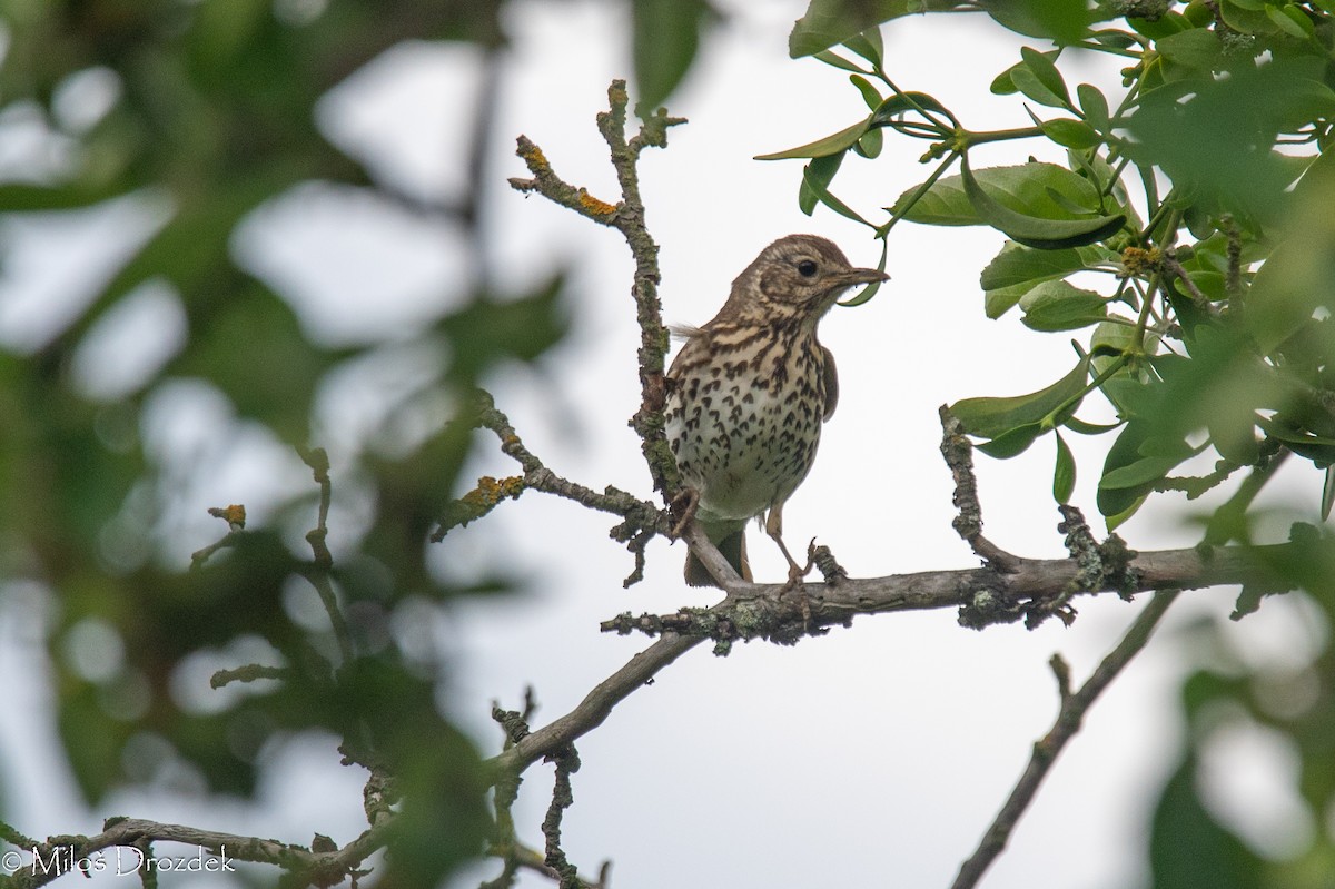 Song Thrush - ML619798599