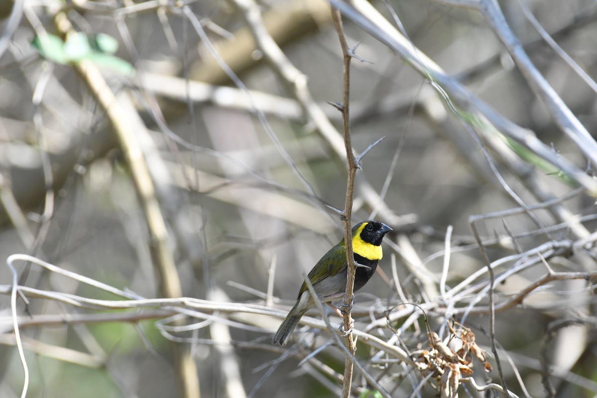 Cuban Grassquit - ML619798609