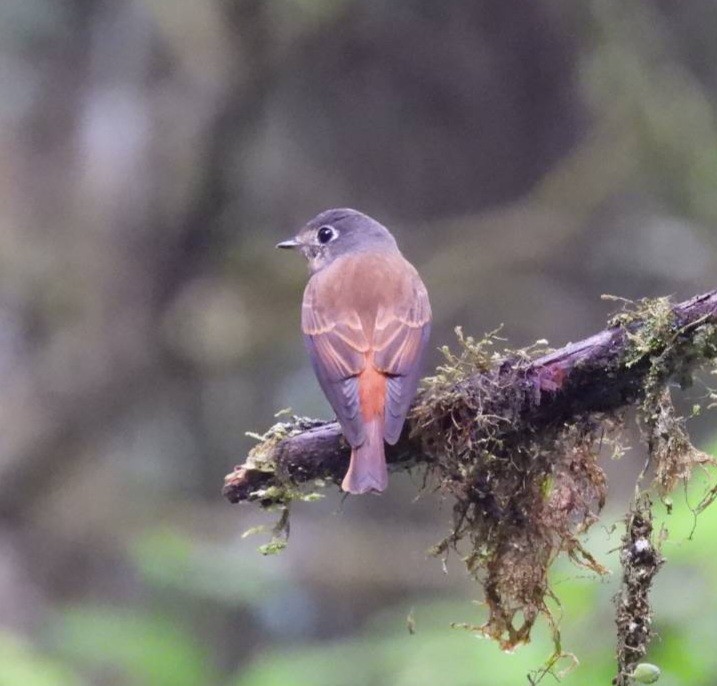 Ferruginous Flycatcher - ML619798617