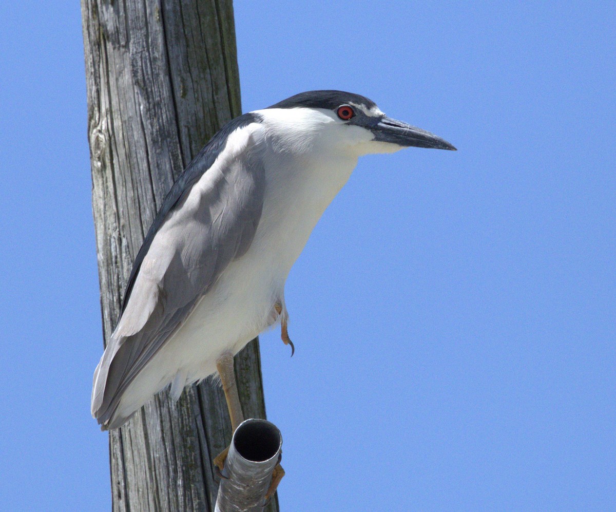 Black-crowned Night Heron - ML619798640