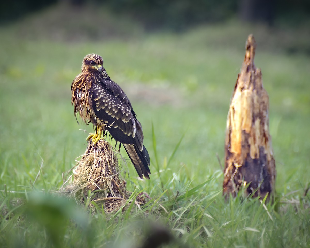 Black Kite - ML619798673