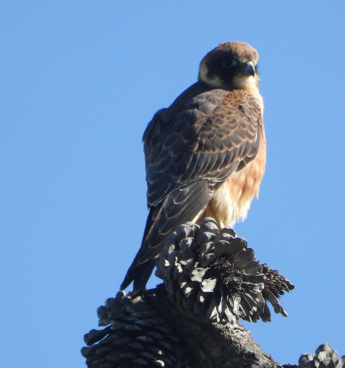 Australian Hobby - ML619798698