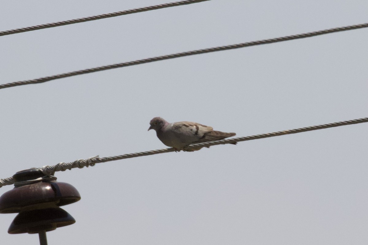 Yellow-eyed Pigeon - ML619798710