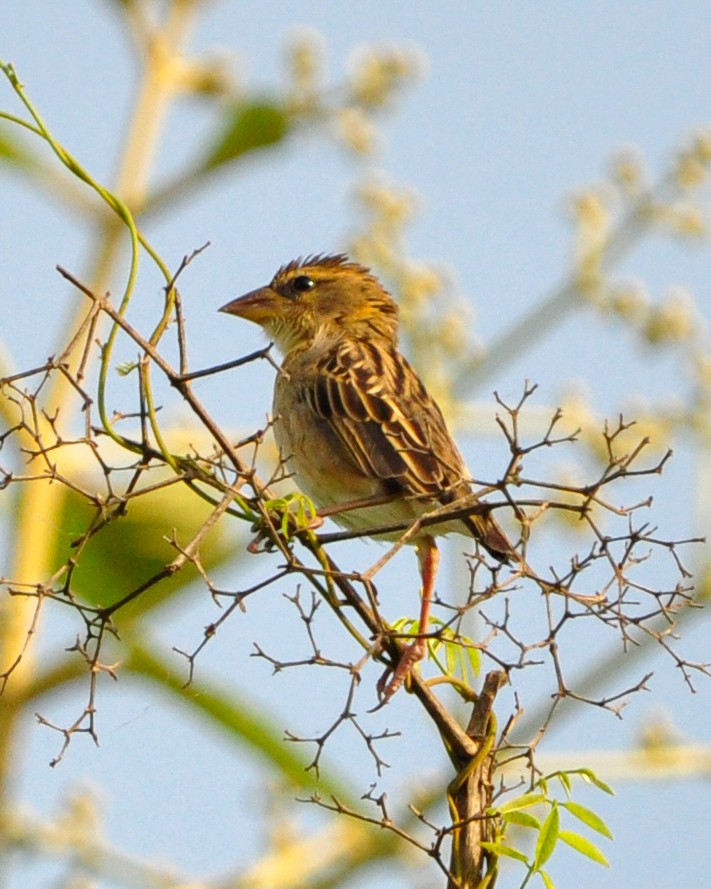 Baya Weaver - ML619798719