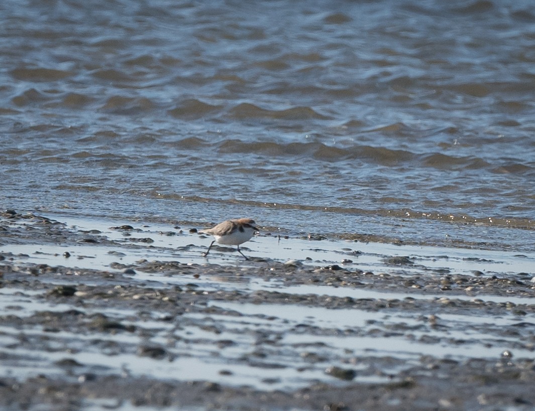 Red-capped Plover - ML619798720