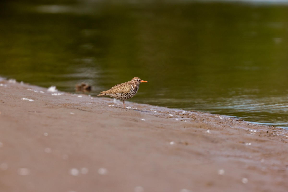 Spotted Sandpiper - ML619798737