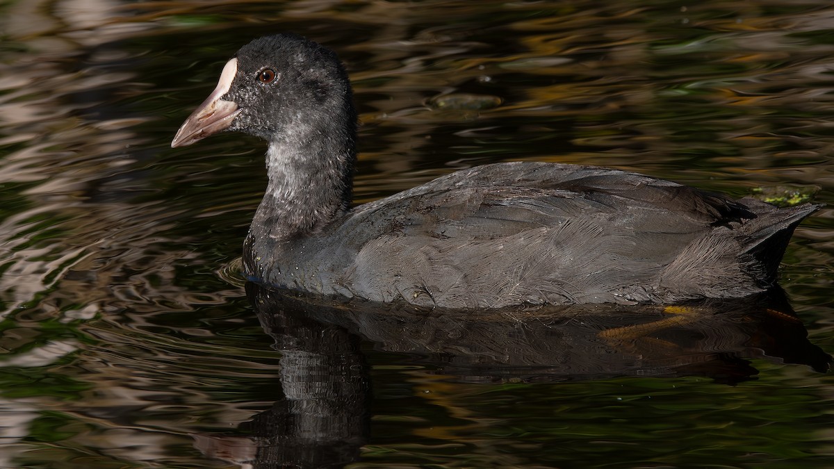 Eurasian Coot - Fernando Portillo de Cea