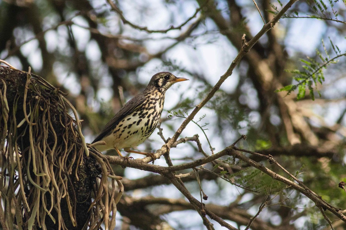 Groundscraper Thrush - ML619798765