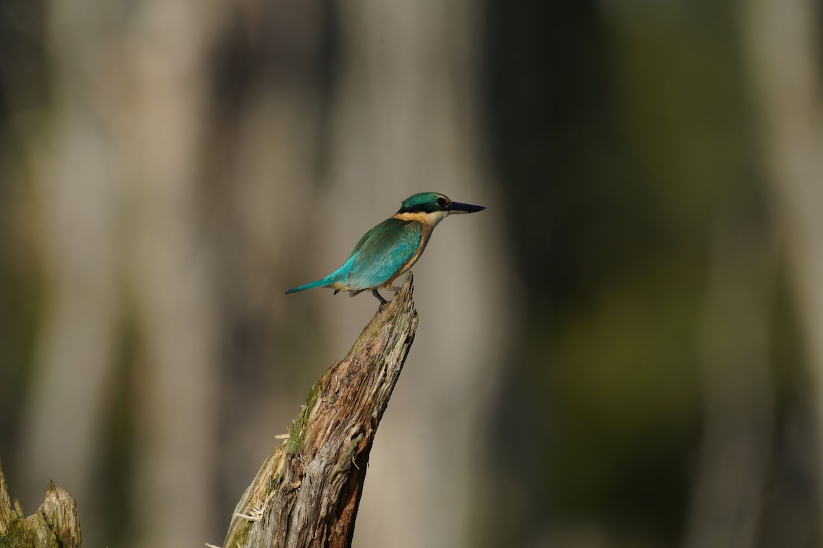 Sacred Kingfisher (Australasian) - ML619798781