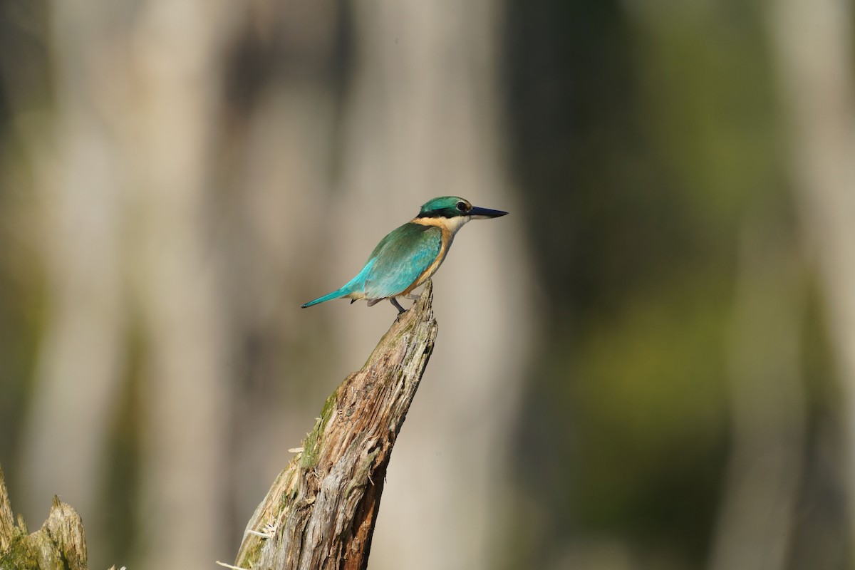 Sacred Kingfisher (Australasian) - ML619798782