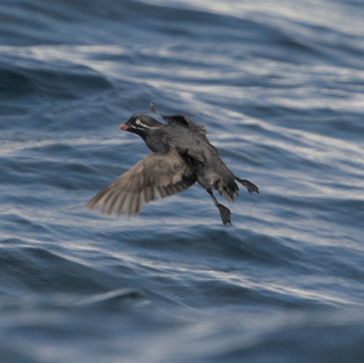 Whiskered Auklet - ML619798788