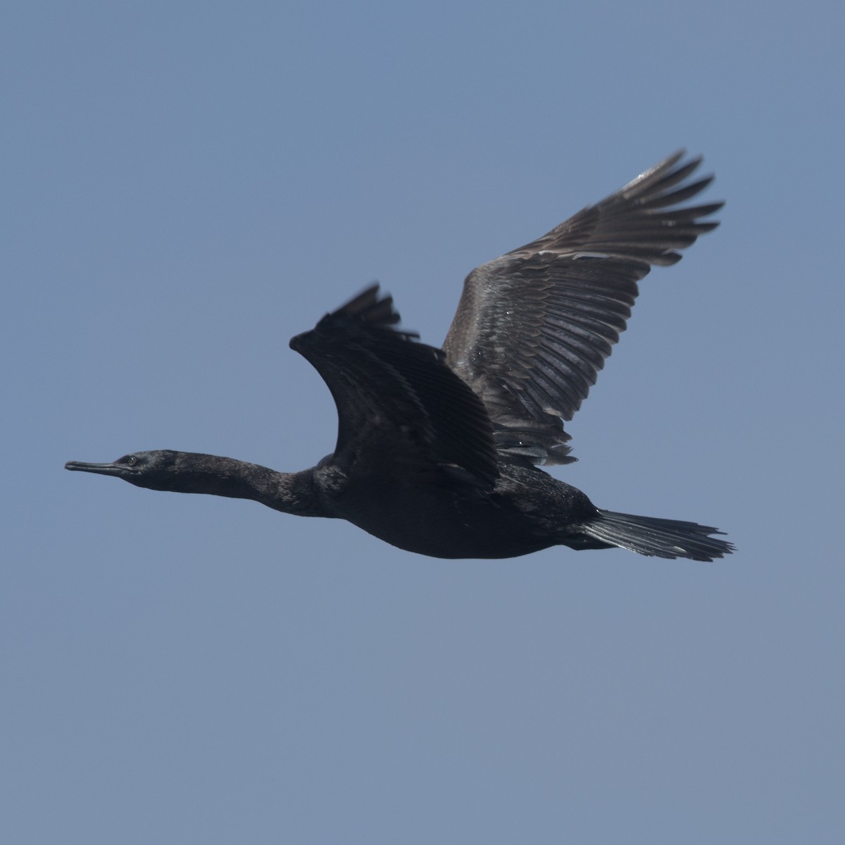 Pelagic Cormorant - ML619798798