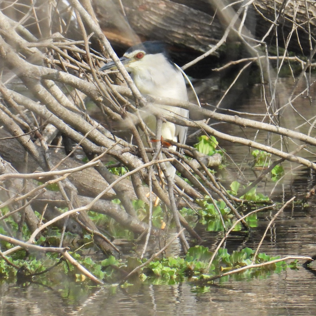 Black-crowned Night Heron - ML619798806