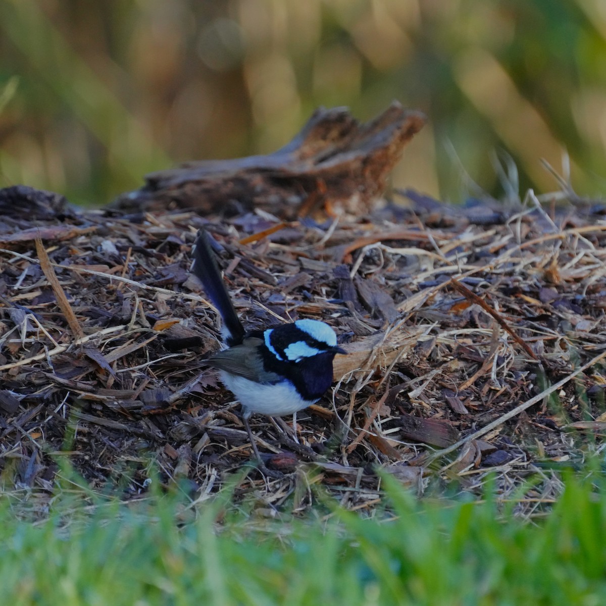 Superb Fairywren - ML619798822