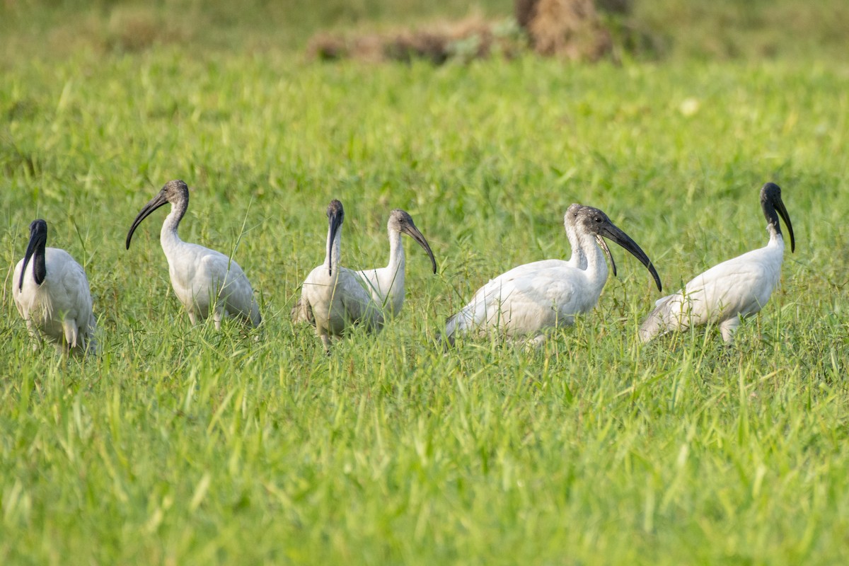 ibis černohlavý - ML619798845