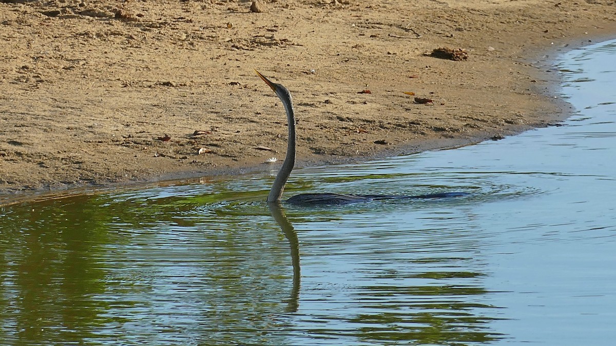 Oriental Darter - ML619798855