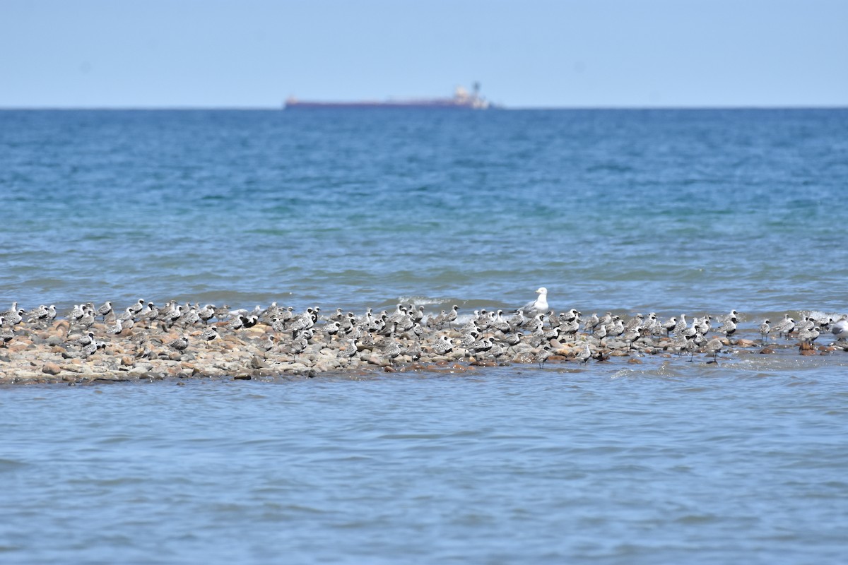 Black-bellied Plover - ML619798860