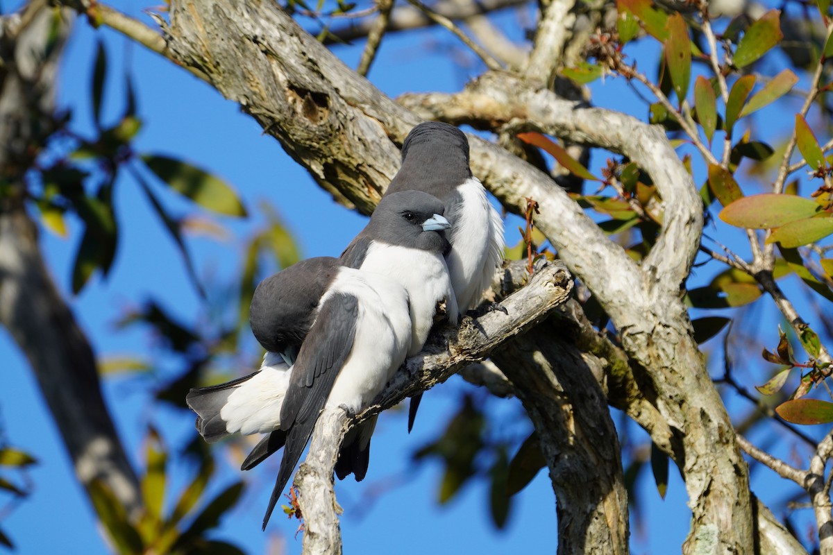 White-breasted Woodswallow - ML619798862