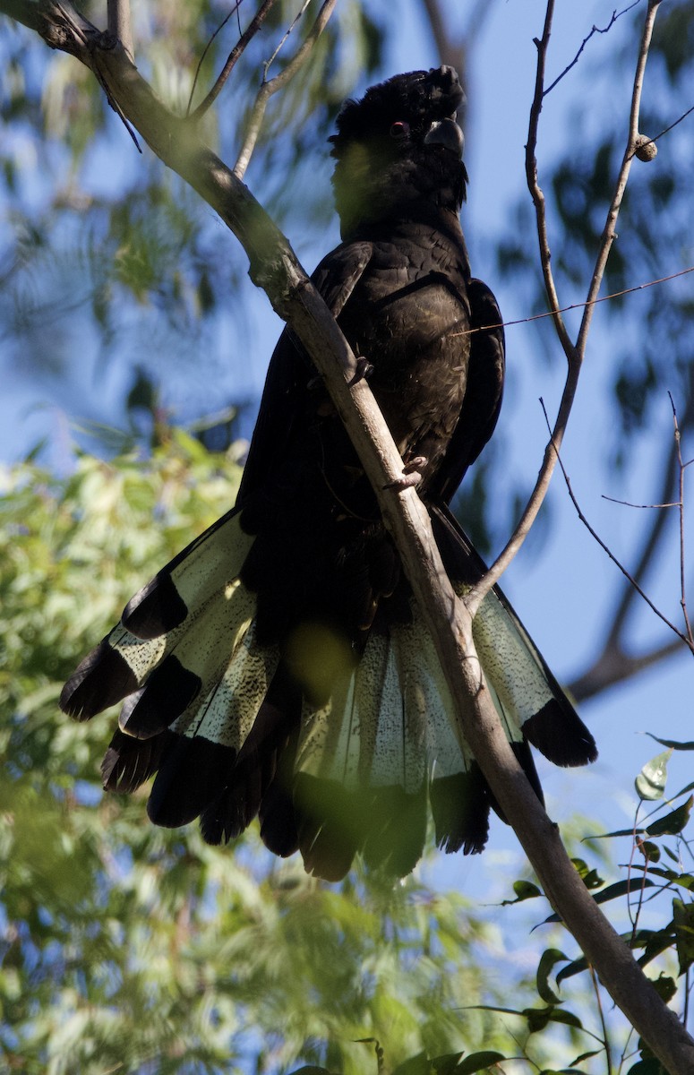 Yellow-tailed Black-Cockatoo - ML619798896