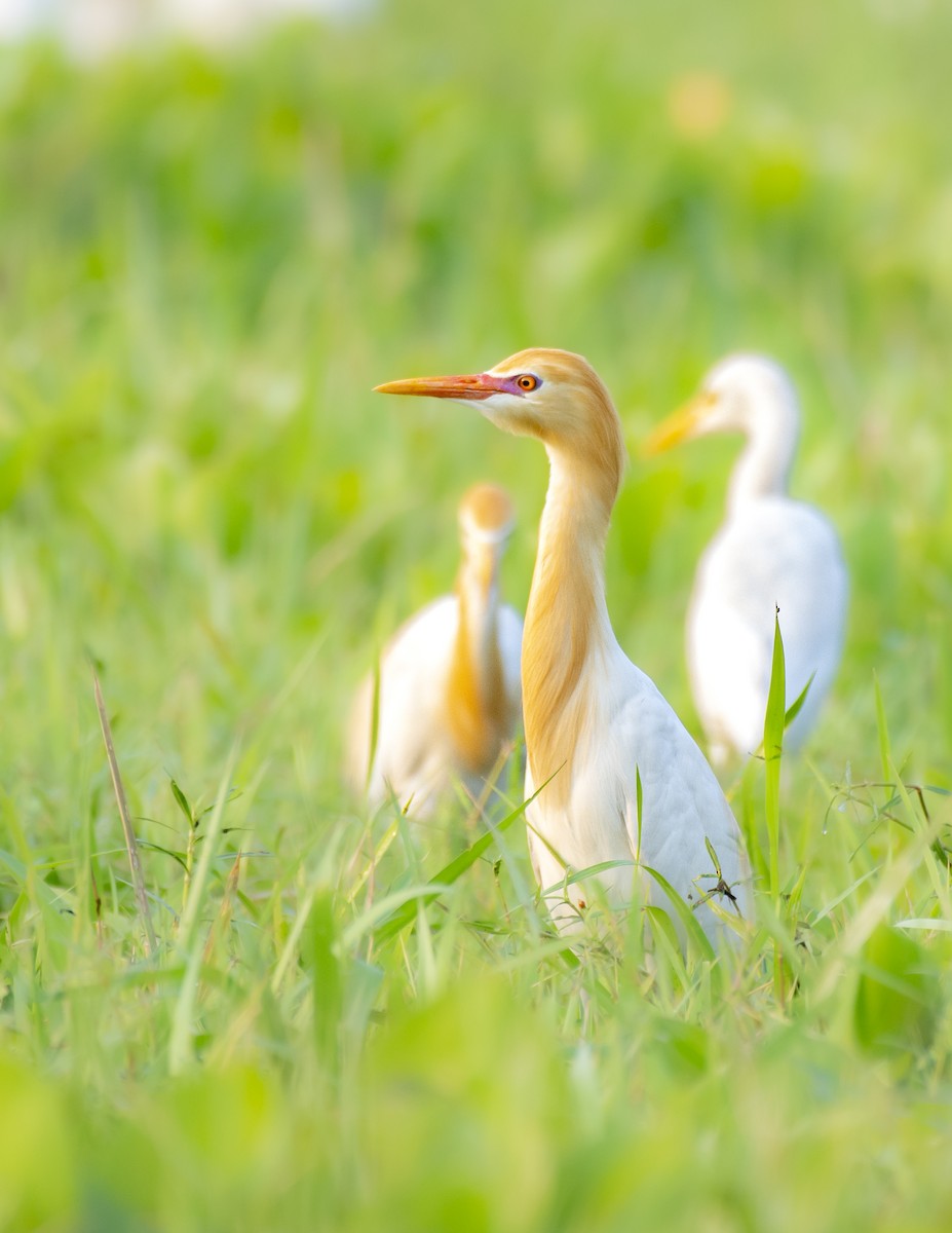 Eastern Cattle Egret - ML619798905