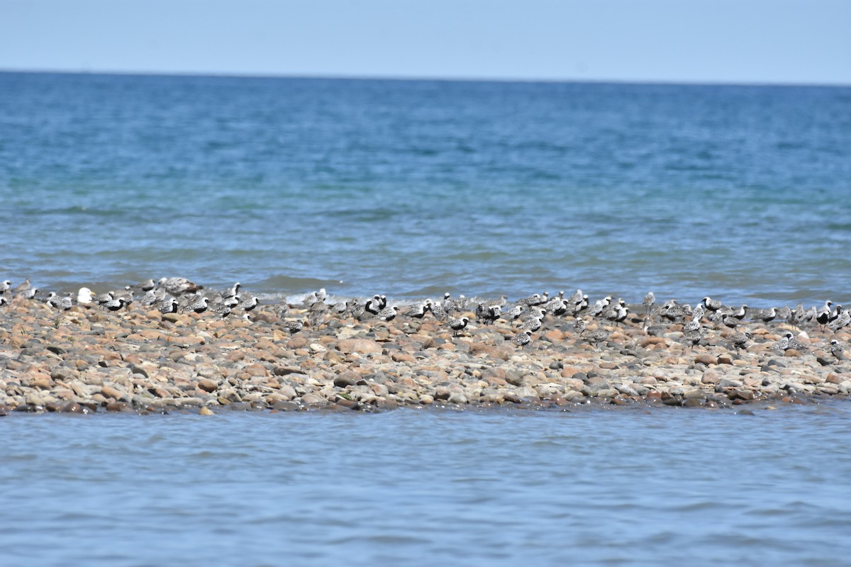 Black-bellied Plover - ML619798907