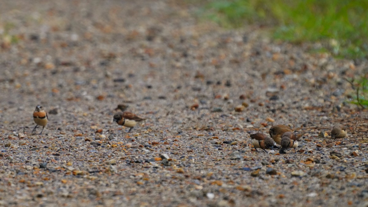 Chestnut-breasted Munia - ML619798913