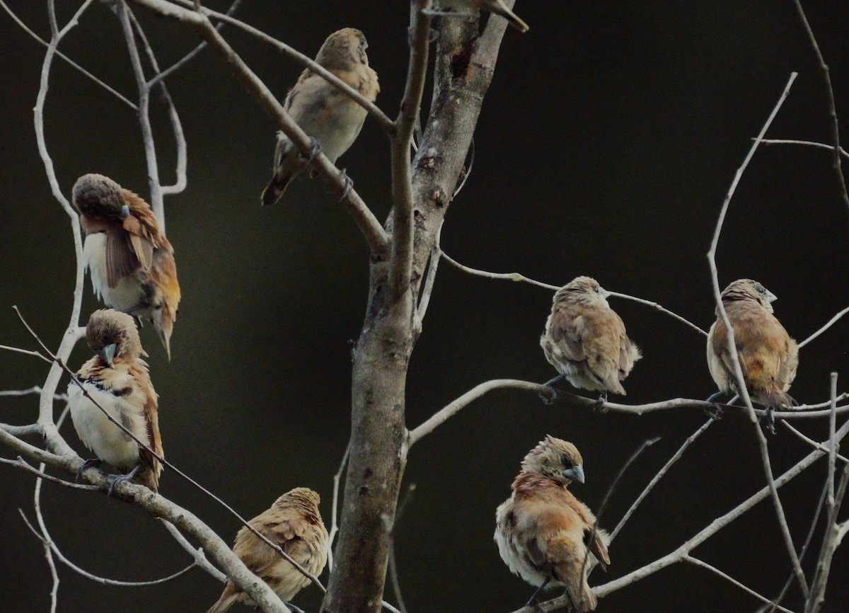 Chestnut-breasted Munia - ML619798914