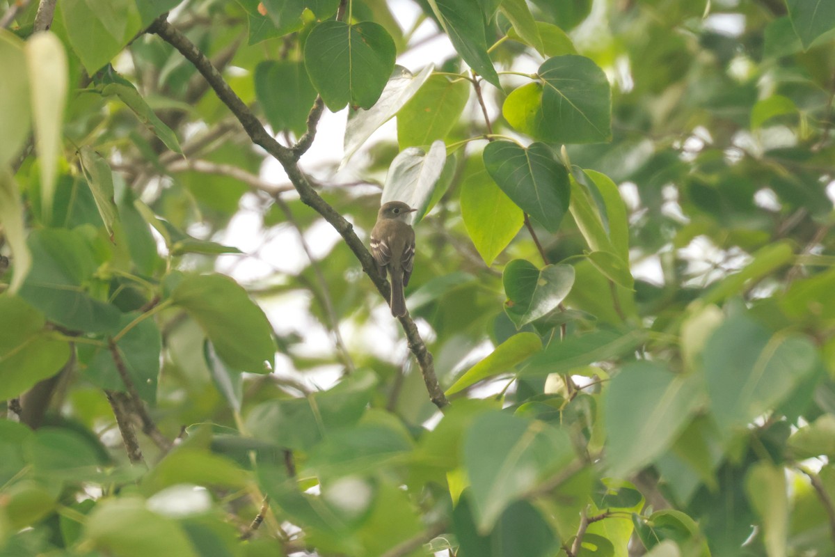 Least Flycatcher - ML619798922