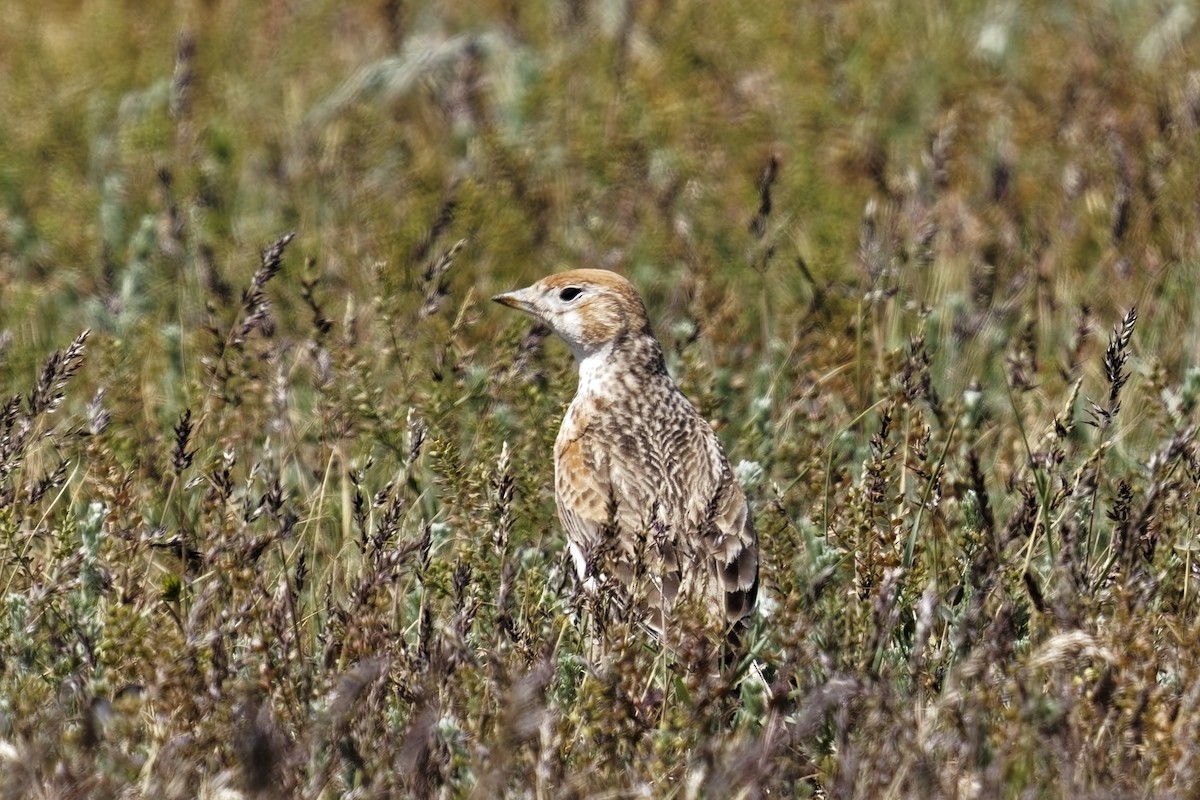 Calandria Aliblanca - ML619798961