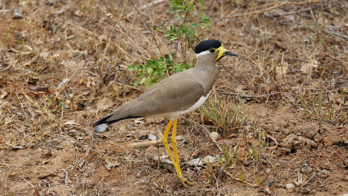 Yellow-wattled Lapwing - ML619798963