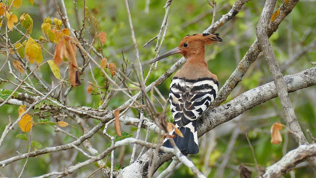 Eurasian Hoopoe - ML619798964